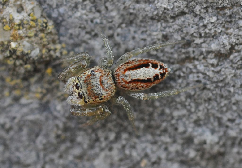 Salticidae da id (6)